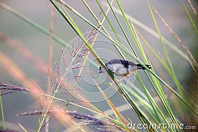 Red munia female little bird Stock Photo