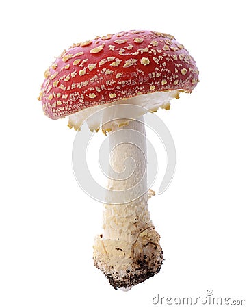 Red mushroom Stock Photo