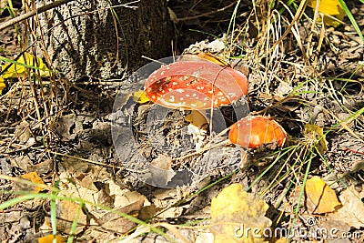 Red mushroom (Amanita Muscaria, Fly Ageric, Fly Amanita) in forest Stock Photo
