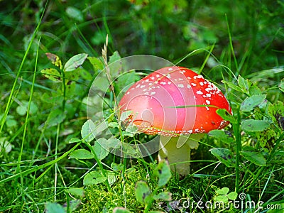 Red mushroom fly Stock Photo