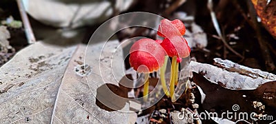 Red Mushroom Fungus Indonesian forests Stock Photo