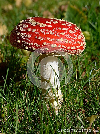 Red mushroom in grass Stock Photo