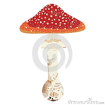 Red mushroom Stock Photo