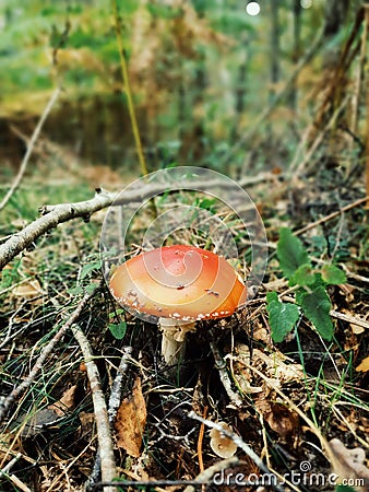 The red mushroom, one of the most dangerous mushroom in the world, forest of Fontainebleau, France Stock Photo