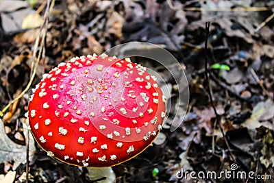 Red Mushroom Stock Photo