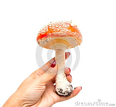 Amanita as backgroundred with white spots Stock Photo