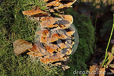 Red mushrooms on a covered with moss in the forest Stock Photo