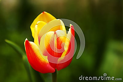 Red'n Yellow Tulip Stock Photo