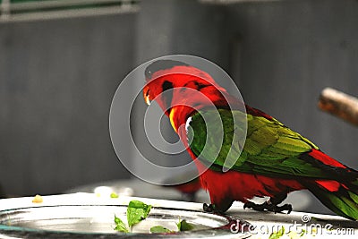 A red naked parrot Stock Photo