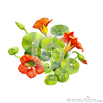 Red nasturtium flowers and leaves painted with watercolor Cartoon Illustration