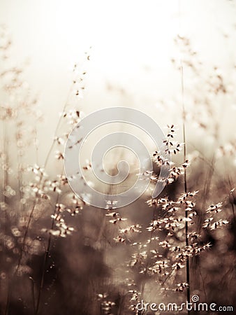 Red natal grass (shallow dof abstract background, warm colors, p Stock Photo