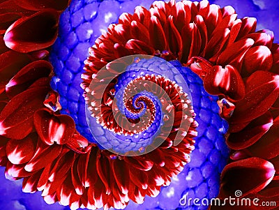 Red navy purple flower spiral abstract fractal effect pattern background. Floral spiral abstract pattern fractal. Flower swirl Stock Photo