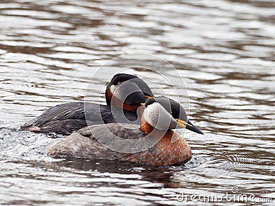 Red-necked grebe - Podiceps grisegen Stock Photo