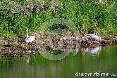 A Red Necked Grebe in Tamarac NWR, Minnesota Stock Photo