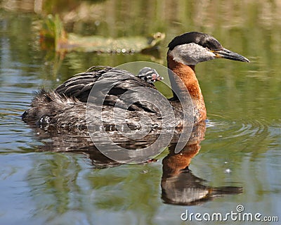 Red necked Grebes cab Stock Photo