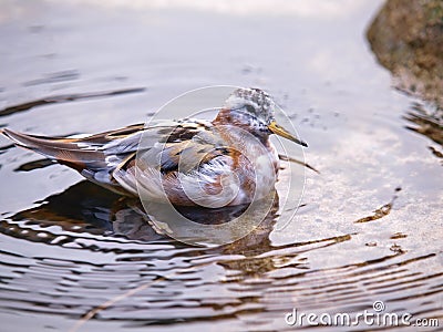 Red-Necked Phalarope Stock Photo