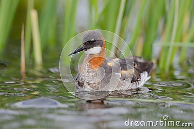 Red-necked phalarope Stock Photo