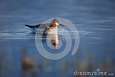 Red-necked phalarope Phalaropus lobatus on a lake in northern Norway, Varangerfjord. A picture of a bird living beyond the Stock Photo