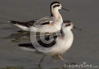 Red-necked phalaropes at Asker Marsh, Bahrain. Selective focus on back Stock Photo