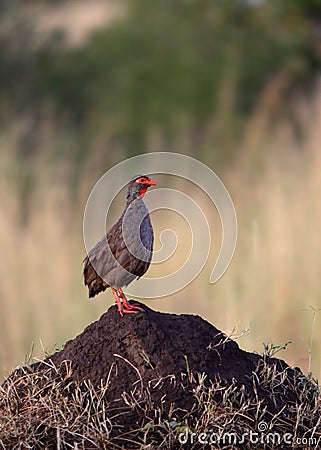 Red-Necked Spurfowl Stock Photo