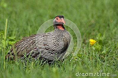 Red Necked Spurfowl, Addo Elephant National Park Stock Photo