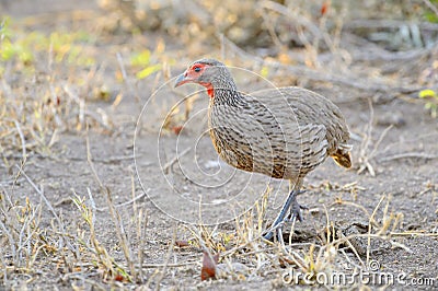 Red-Necked Spurfowl foraging in grassland Stock Photo