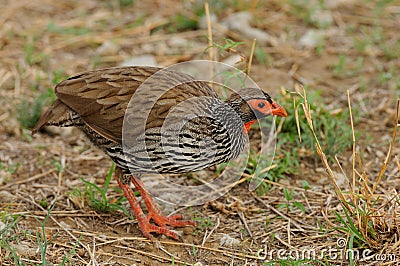 Red-necked Spurfowl Stock Photo