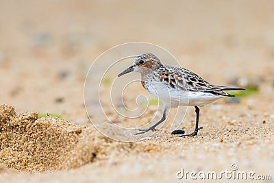 Red-necked Stint Stock Photo