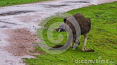 Red necked wallaby from the back, kangaroo from Australia Stock Photo