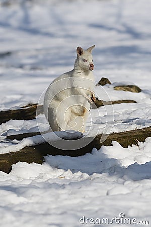 Red-necked Wallaby - Macropus rufogriseus Stock Photo