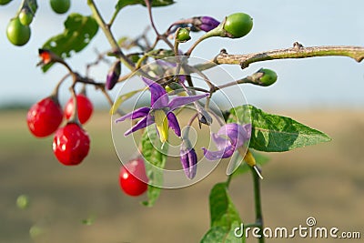 Red nightshade (Solanum dulcamara) Stock Photo