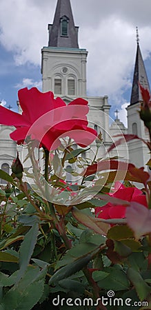 Red nola Stock Photo