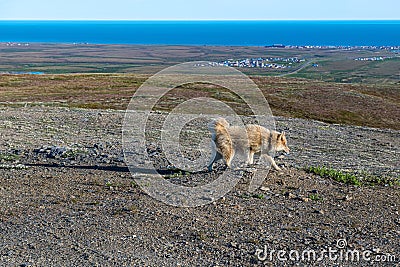 Red in Nome Stock Photo