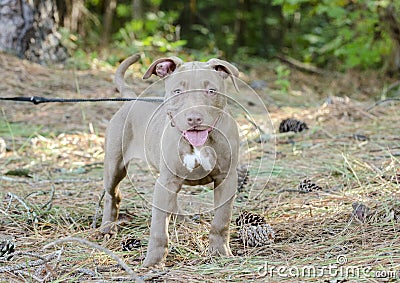 American Pitbull Terrier Puppy dog Stock Photo