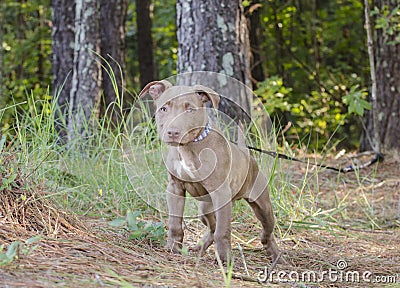 American Pitbull Terrier Puppy dog Stock Photo