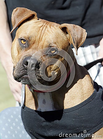 Red Nose Pitbull dressed up Stock Photo