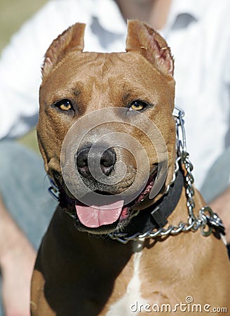 Red Nose Pitbull head shot Stock Photo