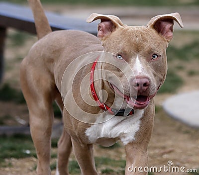 red nose pitbull cropped ears