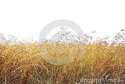 Red Oat Grass Isolated Stock Photo