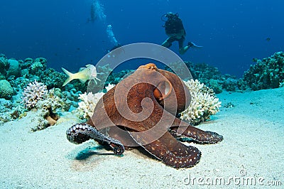 Red Octopus Stock Photo