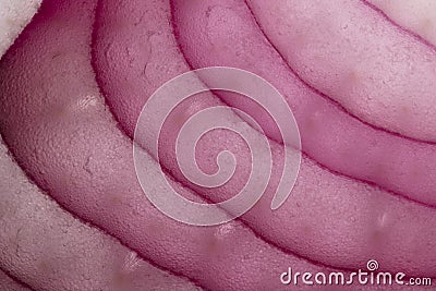 Red onion background. macro section of sliced red onion Stock Photo