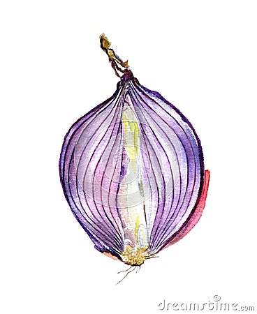 Red onion cut in half isolated on a white background. Watercolor sketch. Stock Photo