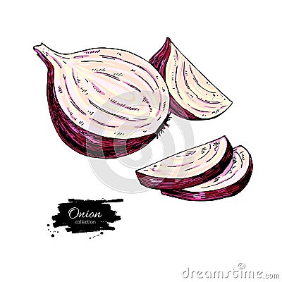 Red Onion hand drawn vector illustration. Vegetable Isolated object. Half and cutout Vector Illustration