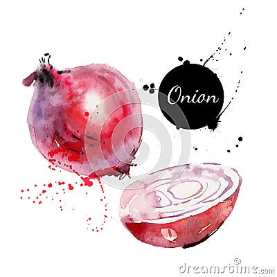 Red onion. Hand drawn watercolor painting on white background. Vector illustration Vector Illustration