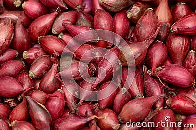 Red Onion Seed Stock Photo