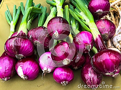 Red onions with green stems Stock Photo
