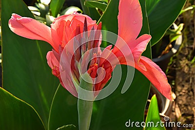 Red-Orange Canna Lily Flowers with green leaves Stock Photo