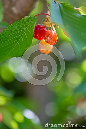 Red orange cherry ripens on a green tree in the summer. Fruits on the branch of sweet cherry in the garden. Shallow depth of field Stock Photo