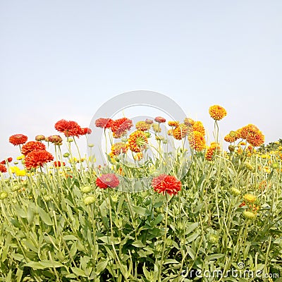 Red and orange colour galata flowers in the filed and a green leaves Stock Photo