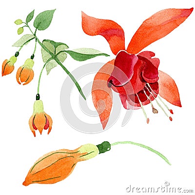 Red orange fuchsia floral botanical flower. Watercolor background set. solated fuchsia illustration element. Cartoon Illustration
